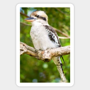 Laughing Kookaburra Sticker